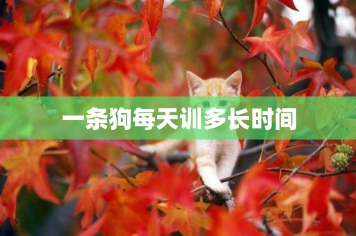 一條狗每天訓多長時間