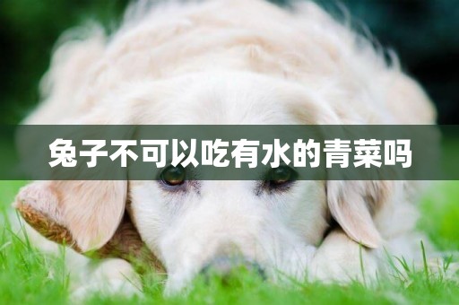 兔子不可以吃有水的青菜嗎