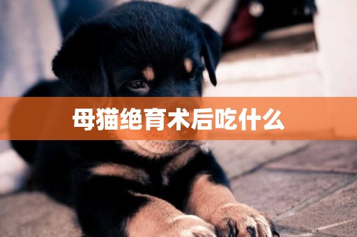 母貓絕育術后吃什么