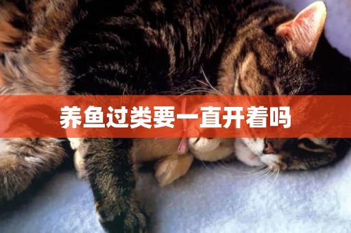 養魚過類要一直開著嗎