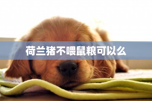 荷蘭豬不喂鼠糧可以么
