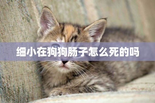 細小在狗狗腸子怎么死的嗎