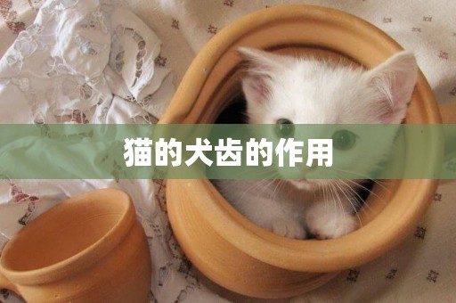 貓的犬齒的作用