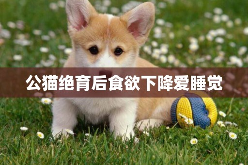 公貓絕育后食欲下降愛睡覺