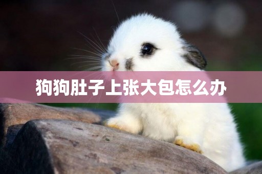 狗狗肚子上張大包怎么辦