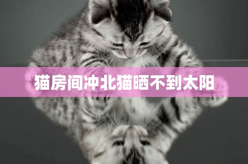 貓房間沖北貓曬不到太陽
