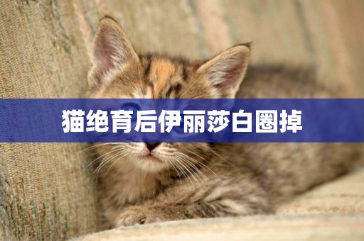 貓絕育后伊麗莎白圈掉