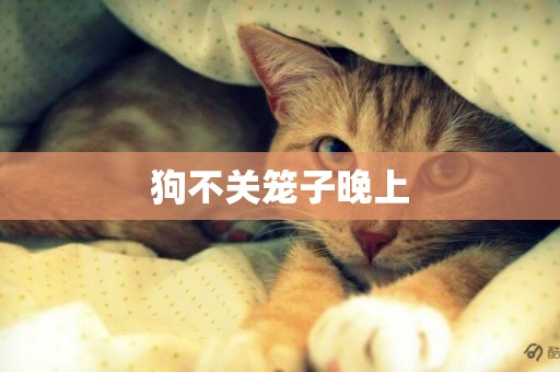 狗不關籠子晚上