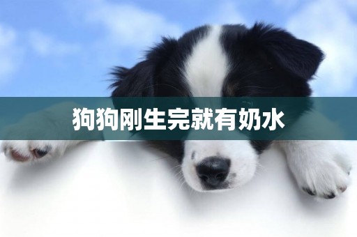 狗狗剛生完就有奶水
