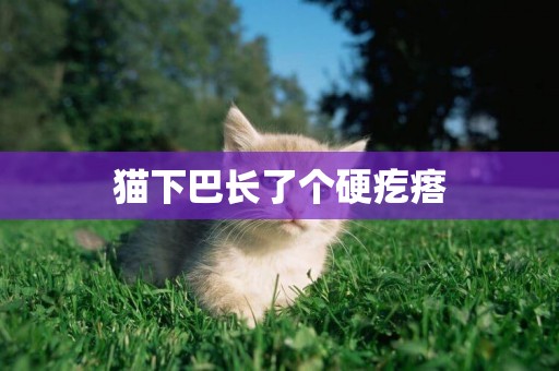 貓下巴長了個硬疙瘩