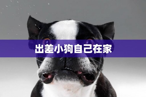 出差小狗自己在家