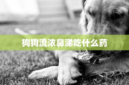狗狗流濃鼻涕吃什么藥