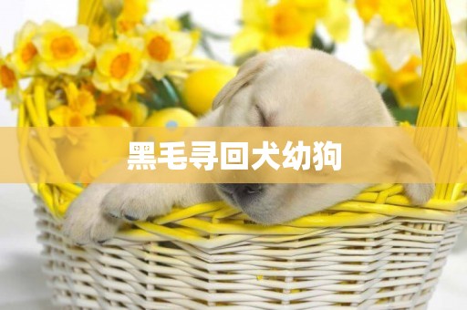黑毛尋回犬幼狗