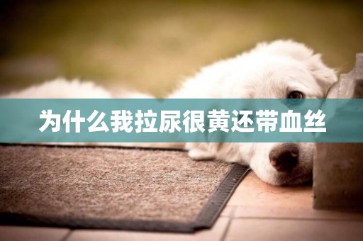 為什么我拉尿很黃還帶血絲