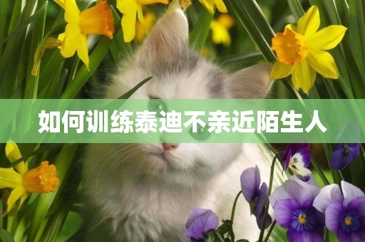 如何訓練泰迪不親近陌生人