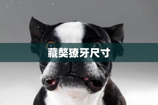 藏獒獠牙尺寸