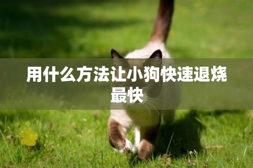 用什么方法讓小狗快速退燒最快