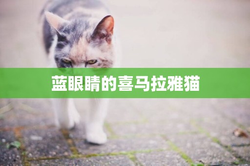 藍眼睛的喜馬拉雅貓