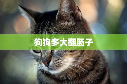 狗狗多大翻腸子