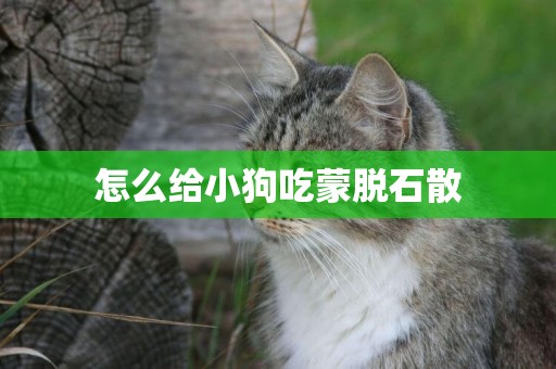 怎么給小狗吃蒙脫石散