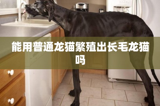 能用普通龍貓繁殖出長毛龍貓嗎
