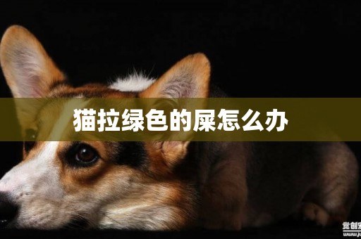 貓拉綠色的屎怎么辦
