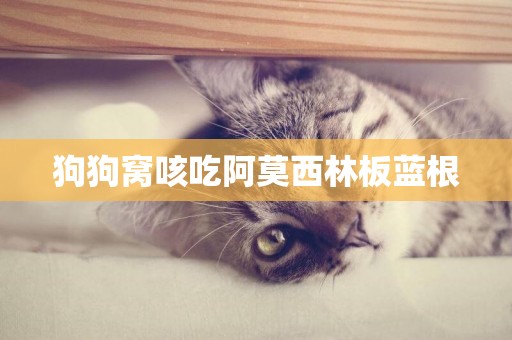 狗狗窩咳吃阿莫西林板藍根