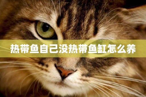 熱帶魚自己沒熱帶魚缸怎么養