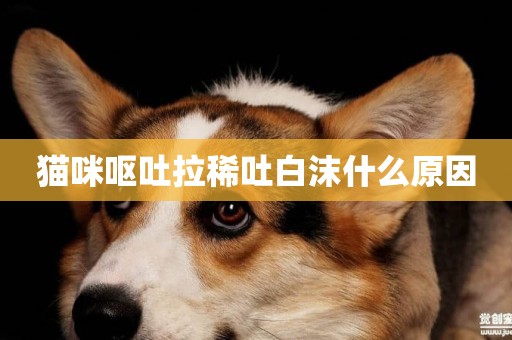 貓咪嘔吐拉稀吐白沫什么原因