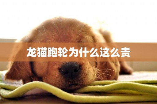 龍貓跑輪為什么這么貴
