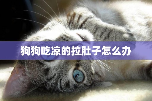 狗狗吃涼的拉肚子怎么辦
