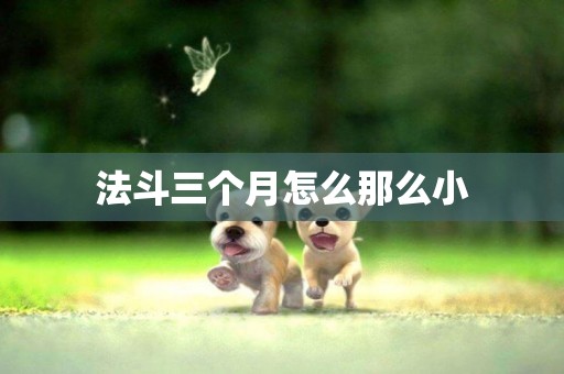 法斗三個月怎么那么小