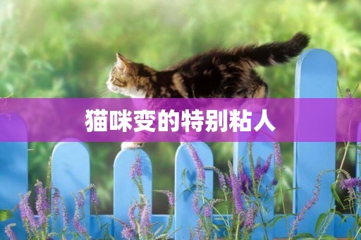 貓咪變的特別粘人