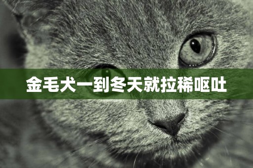 金毛犬一到冬天就拉稀嘔吐