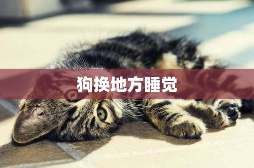 狗換地方睡覺