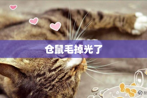 倉鼠毛掉光了