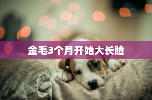 金毛3個月開始大長臉
