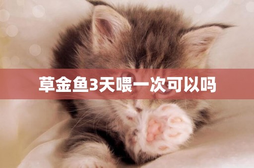 草金魚3天喂一次可以嗎