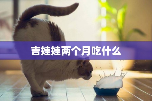 吉娃娃兩個月吃什么