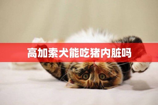 高加索犬能吃豬內臟嗎