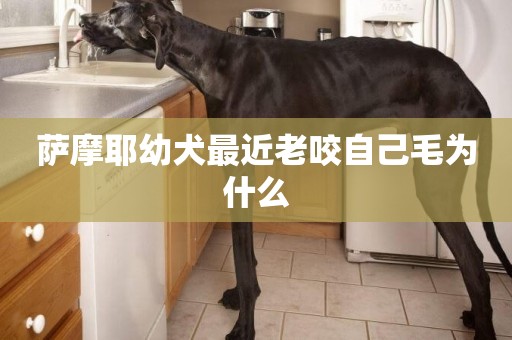 薩摩耶幼犬最近老咬自己毛為什么
