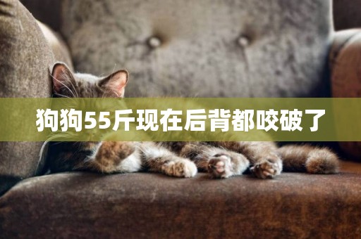 狗狗55斤現在后背都咬破了