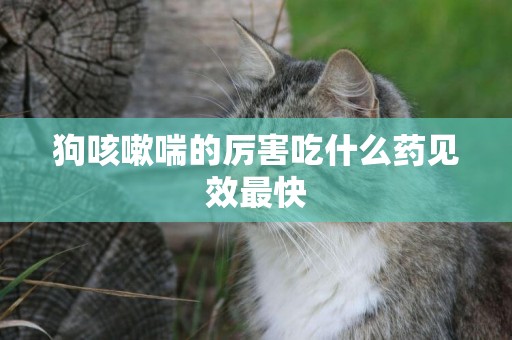 狗咳嗽喘的厲害吃什么藥見效最快