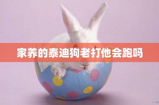 家養的泰迪狗老打他會跑嗎