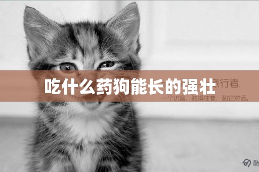 吃什么藥狗能長的強壯