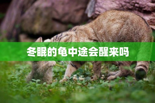 冬眠的龜中途會醒來嗎