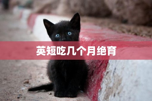 英短吃幾個月絕育