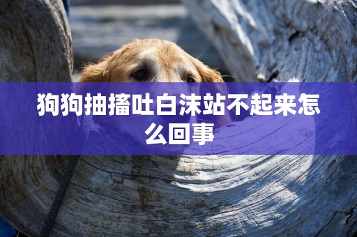 狗狗抽搐吐白沫站不起來怎么回事