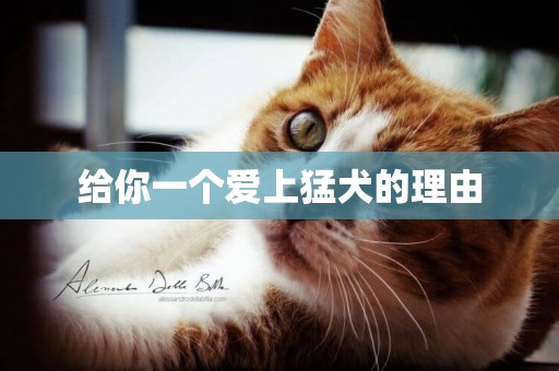 給你一個愛上猛犬的理由