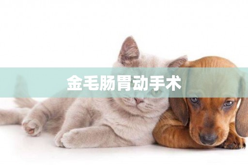 金毛腸胃動手術